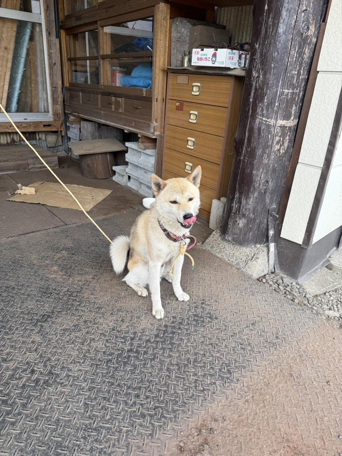 犬の保護について
